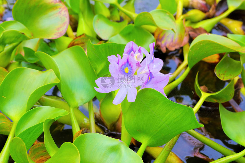 池塘上的水葫芦花图片