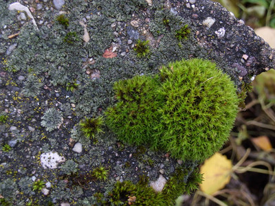 秋季湿绿色苔藓图片