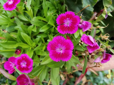有粉红色花瓣和绿叶的植物图片