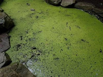 绿藻或固定在停滞湖泊或含岩石池图片