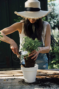 将植物a移植到新花盆中的女人的手图片