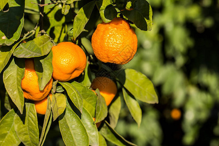 绿叶果树橘子图片