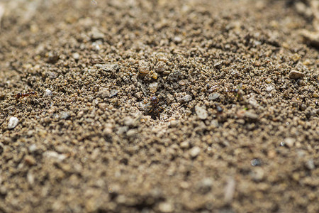 蚂蚁从蚂蚁山里出来的微距照片图片