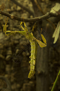 大刺竹节虫刺叶虫麦克利幽灵澳大利亚手杖图片