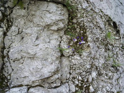 山岩的质地与花图片
