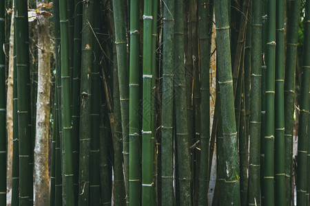 带有绿色图案竹子的抽象背景图片