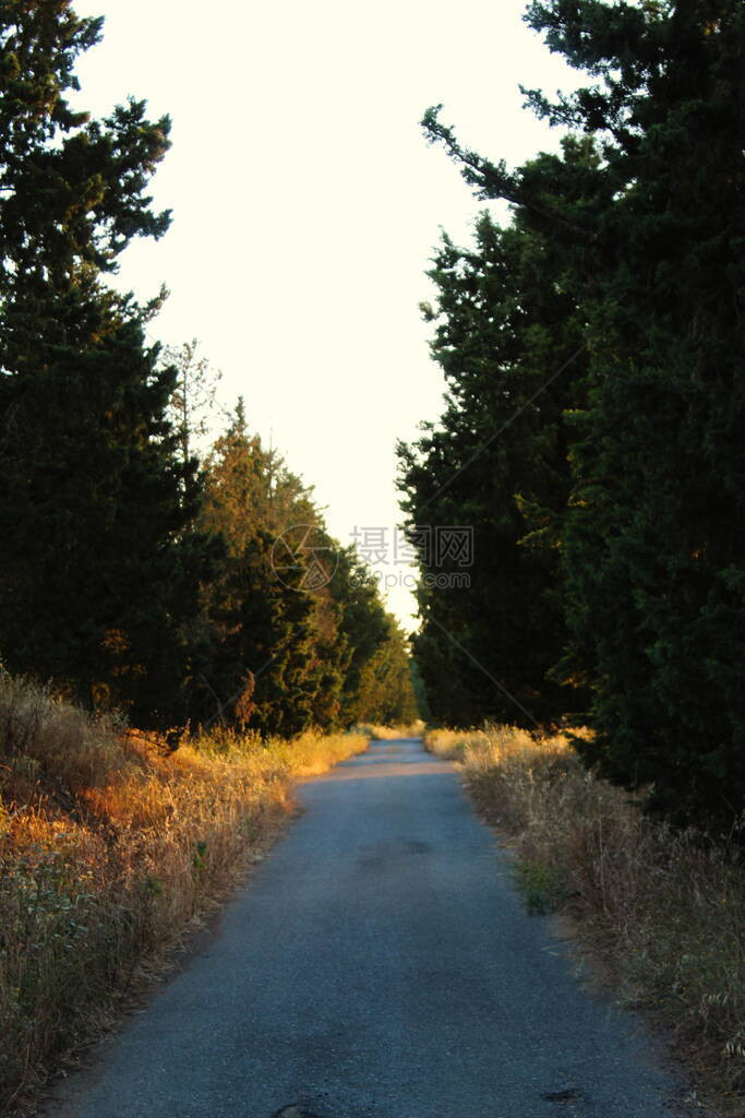 一条直走的公路两边树上长着隐形树图片