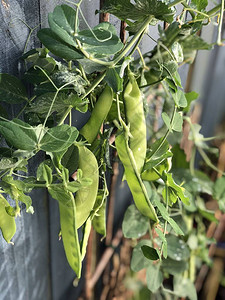 植物雪豆豌豆或小矮豆Pois图片