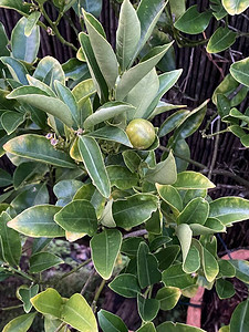 植物果实Kumquat照片图片