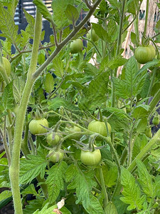 照片来自绿番茄植物果实背景图片
