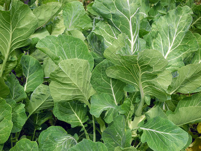 花坛上的绿色卷心菜叶子细节图片
