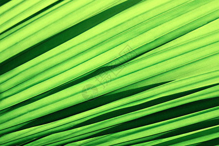 热带绿叶纹理背景图片