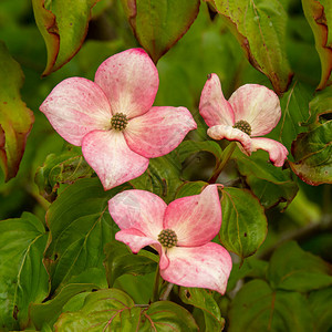花丛上美丽的粉红花朵图片