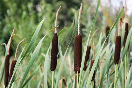 湿地植物Typhalatifolia图片