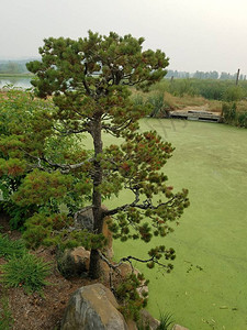 水池中的绿藻含棕色和绿草植物图片