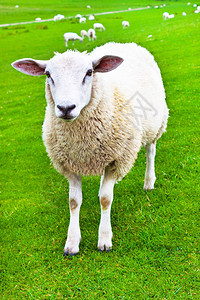 羊在草地背景特写图片
