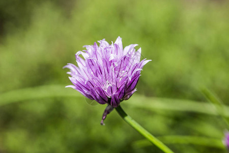 韭菜紫花图片