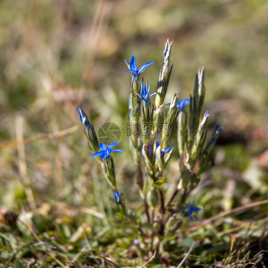 AlpineGentian根蒂安娜尼瓦利斯在多洛图片