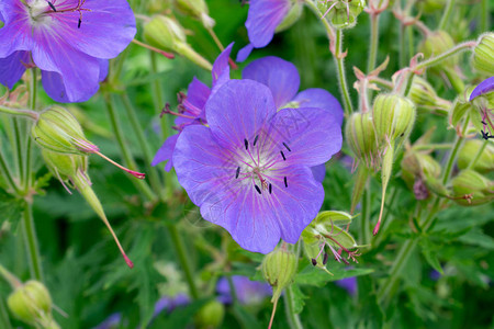 花园里的紫色花背景图片