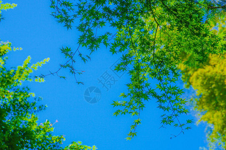 清新的绿色和蓝色的天空背景图片