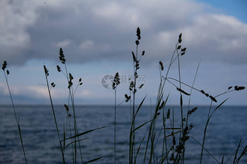 在海的背景的草小穗图片