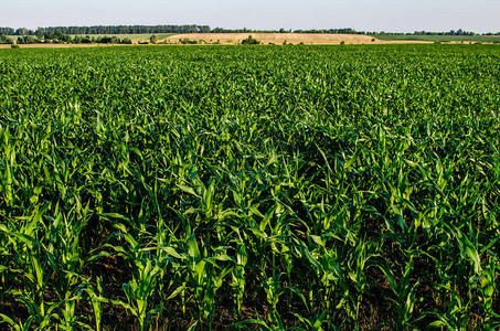 前景是玉米地背景是种植各种农作物的农田图片