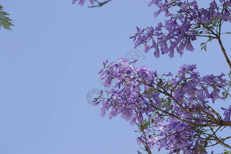Jacaranda树的花朵图片