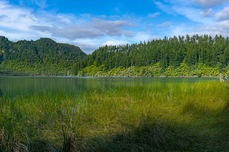 蓝湖对面的青树林图片