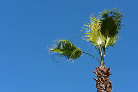 反对蓝天的绿色棕榈树图片