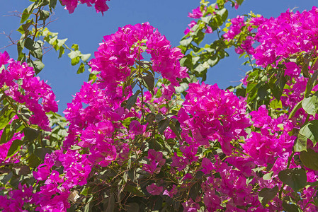 关于在农村花园布置中花朵和粉红色花卉的罗花布加林维亚植图片