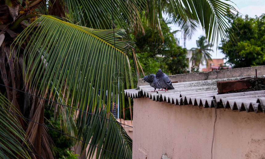 一些野鸽坐在屋顶上的照片图片