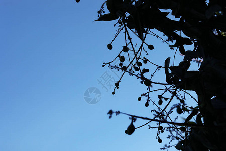 蓝天背景芒果树的剪影拍摄图片