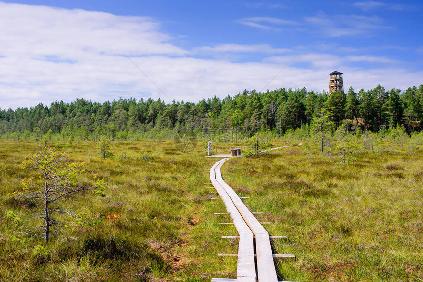 Lahemaa公园的Majakivi图片