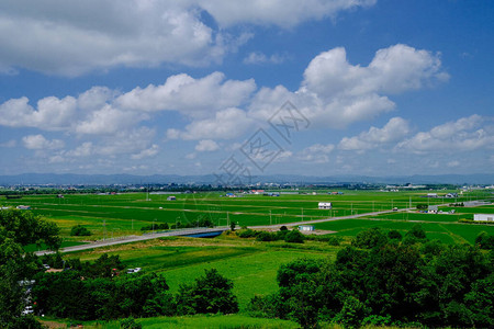 夏季北海道的稻田图片