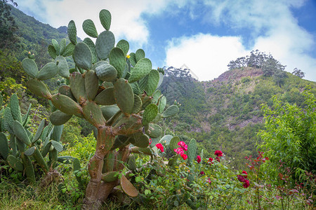 西班牙加那利群岛山区热带植图片