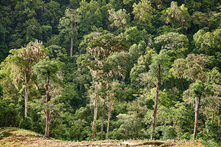 新的阿拉伯咖啡种植地以绿丛背景图片
