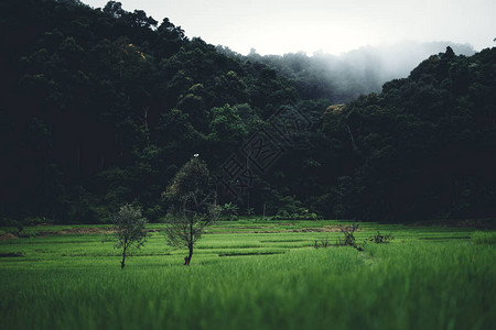 稻田在农村稻田在亚洲图片