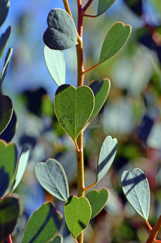 心脏LeafMalleeEucalyptusWebsteriana家庭Myrtaceae的心形叶西澳大利亚图片