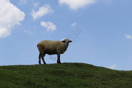 在种植季节出售和消费牲畜的家禽饲养绵羊图片