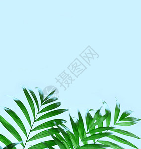 蓝色背景上的深绿色热带棕榈叶图片