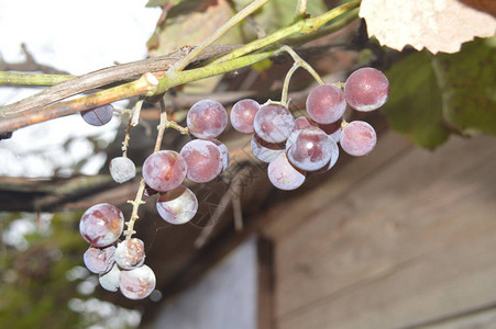 葡萄莓在成熟图片