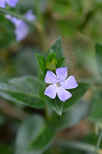 小长春花拉丁名背景图片