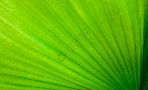 明亮绿色热带树叶的纹理图片