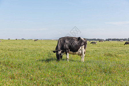 霍尔斯坦奶牛饲养弗瑞图片