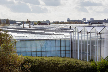 荷兰威斯兰的温室图片