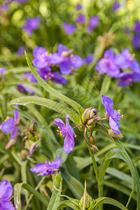 弗吉尼亚蜘蛛草Tradescantiavirginiana图片