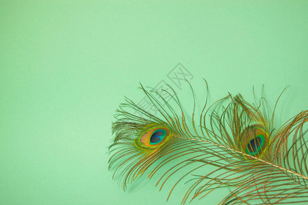 孔雀尾巴上的美丽的羽毛图片