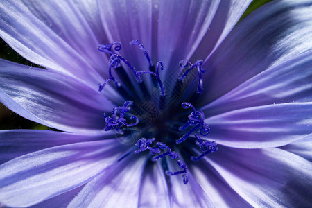 紫花的紧闭图片