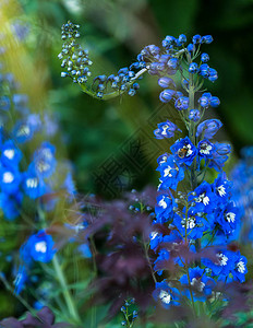 一根长茎上有很多蓝色的花绿色花园背景中图片