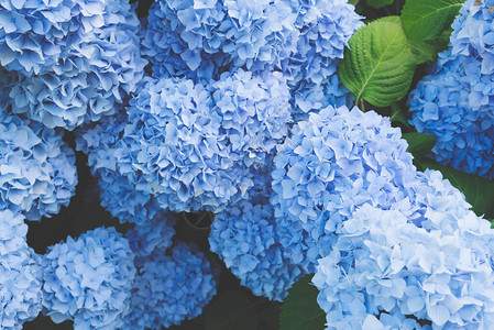 花园里盛开的鲜蓝色花朵关闭了花朵背景图片
